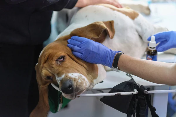 プロの獣医師の手が犬の耳を掃除する。動物病院での受付は — ストック写真
