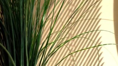 Minimalist ekran koruyucu. Sabah güneşi odayı aydınlatıyor, arka plan gölgeli. Yaprakların şeffaf gölgesi. Doğal yaprak dalının soyut gri gölgesi bej duvarın üzerine düşüyor