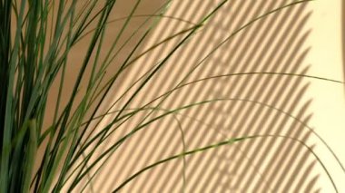 Minimalist ekran koruyucu. Sabah güneşi odayı aydınlatıyor, arka plan gölgeli. Yaprakların şeffaf gölgesi. Doğal yaprak dalının soyut gri gölgesi bej duvarın üzerine düşüyor