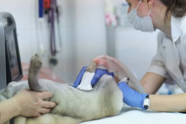 Bir veteriner kliniğinde ultrason çektiren bir köpek.