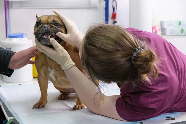 Small dog at the reception at the veterinarian. Image of dog on the operating table and doctor in a veterinary clinic. Animal clinic. Pet check up. Health care — Stock Photo, Image