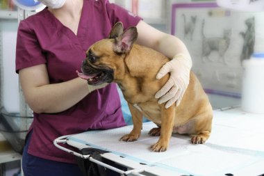 Veterinerdeki resepsiyonda küçük bir köpek. Ameliyat masasında köpek resmi ve veteriner kliniğinde doktor. Hayvan kliniği. Hayvan kontrolü için. Sağlık hizmetleri