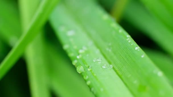 Slow Motion Shot of Droplet Falling från Fresh transparent dagg. Morgon diffus belysning. Makroläge. — Stockvideo