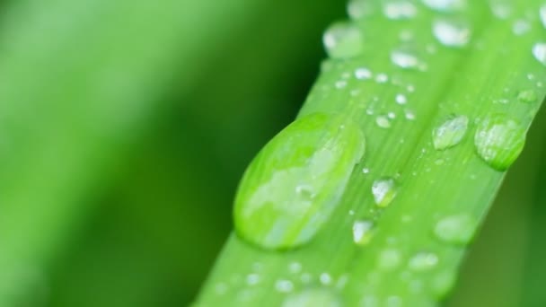 Slow Motion Colpo di gocciolina Caduta dalla rugiada fresca trasparente. Illuminazione diffusa del mattino. Modalità macro. — Video Stock