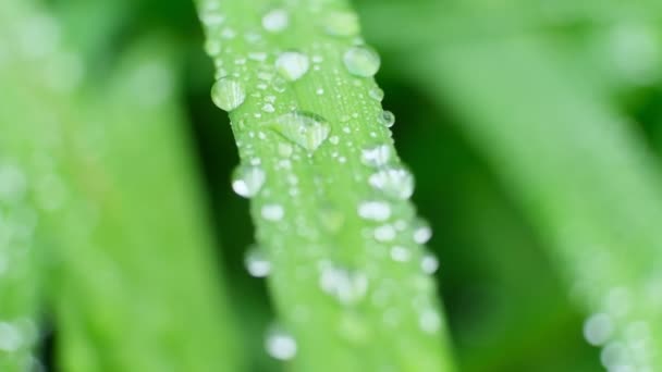 Slow Motion Shot of Droplet Falling från Fresh transparent dagg. Morgon diffus belysning. Makroläge. — Stockvideo