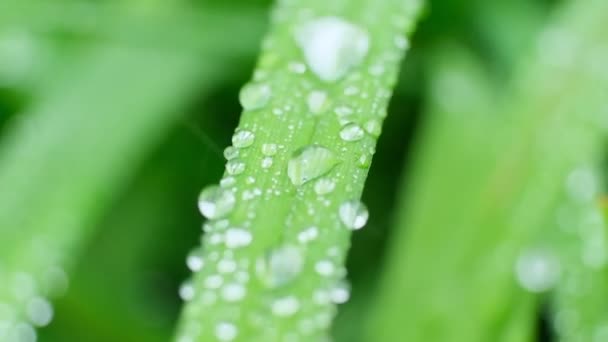 Slow Motion Shot of Droplet Falling from Fresh transparent dew (dalam bahasa Inggris). Lampu menyebar pagi. Mode makro. — Stok Video