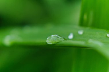 Çimen ve yağmur damlaları makro. Taze yeşil yapraklar. Sabah çiği, yağmurdan sonra, güneş yaprakların üzerinde parlar..