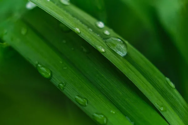 grass with rain drops macro. fresh green leaves. Morning dew, after the rain, the sun shines on the leaves.