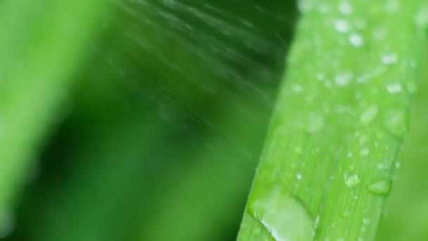Slow Motion Shot of Droplet Falling from Fresh transparent dew. Morning diffuse lighting. Macro mode. — Stock Video