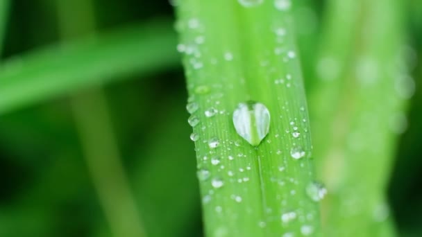 In Zeitlupe fallen Tropfen aus frischem, transparentem Tau. Morgens diffuses Licht. Makromodus. — Stockvideo