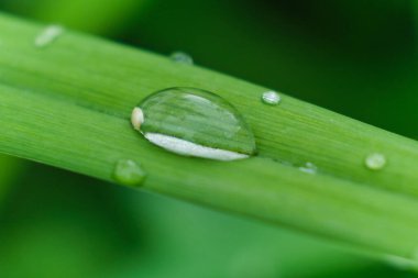 Çimen ve yağmur damlaları makro. Taze yeşil yapraklar. Sabah çiği, yağmurdan sonra, güneş yaprakların üzerinde parlar..