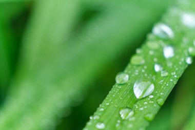 Çimen ve yağmur damlaları makro. Taze yeşil yapraklar. Sabah çiği, yağmurdan sonra, güneş yaprakların üzerinde parlar..