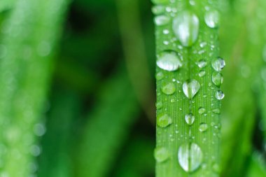Çimen ve yağmur damlaları makro. Taze yeşil yapraklar. Sabah çiği, yağmurdan sonra, güneş yaprakların üzerinde parlar..