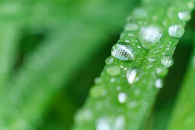 Çimen ve yağmur damlaları makro. Taze yeşil yapraklar. Sabah çiği, yağmurdan sonra, güneş yaprakların üzerinde parlar..