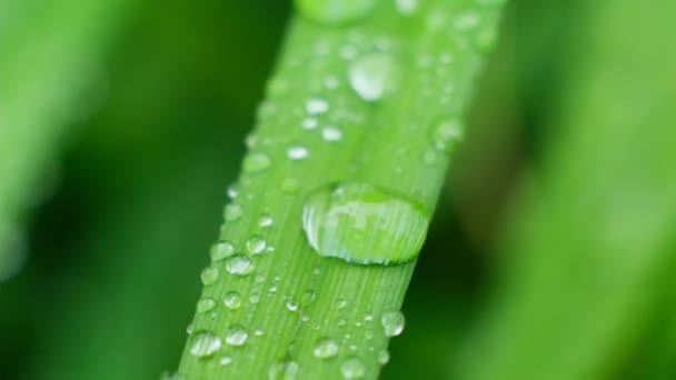 In Zeitlupe fallen Tropfen aus frischem, transparentem Tau. Morgens diffuses Licht. Makromodus. — Stockvideo