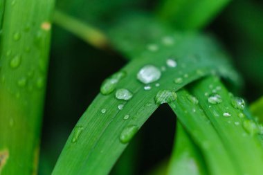 Çimen ve yağmur damlaları makro. Taze yeşil yapraklar. Sabah çiği, yağmurdan sonra, güneş yaprakların üzerinde parlar..