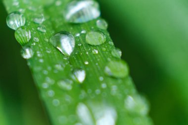 Çimen ve yağmur damlaları makro. Taze yeşil yapraklar. Sabah çiği, yağmurdan sonra, güneş yaprakların üzerinde parlar..