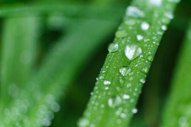Çimen ve yağmur damlaları makro. Taze yeşil yapraklar. Sabah çiği, yağmurdan sonra, güneş yaprakların üzerinde parlar..