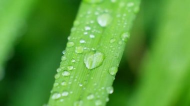 Yavaş Hareketli Damlacık Taze şeffaf çiy damlasından düşüyor. Sabah yayılan ışık. Makro kipi.
