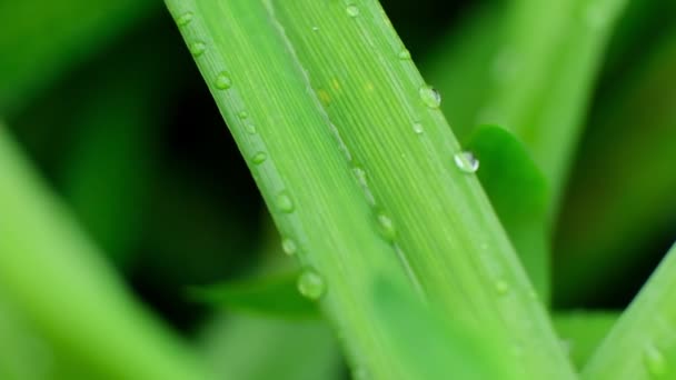 In Zeitlupe fallen Tropfen aus frischem, transparentem Tau. Morgens diffuses Licht. Makromodus. — Stockvideo