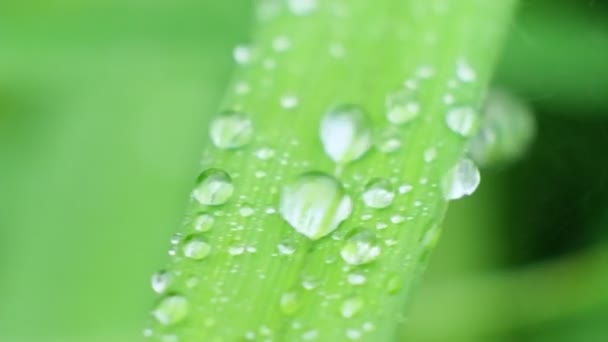 Slow Motion Shot of Droplet Falling från Fresh transparent dagg. Morgon diffus belysning. Makroläge. — Stockvideo