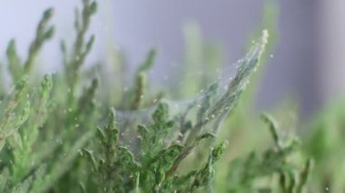 Örümcek maytı kolonisini yakından çek. Tetranychus urticae