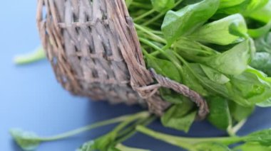 Siyah arka planda dönen taze ıspanak. Videoyu kapat. Üst Manzara. Yavaş çekim videosu. depolama görüntüleri.