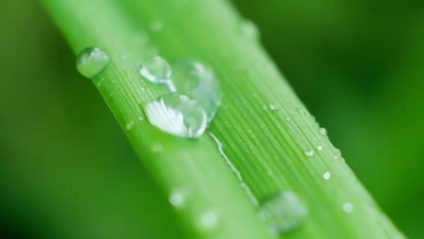 Slow Motion Shot of Droplet Πτώση από φρέσκια διάφανη δροσιά. Πρωινός διάχυτος φωτισμός. Λειτουργία μακροεντολών. — Αρχείο Βίντεο