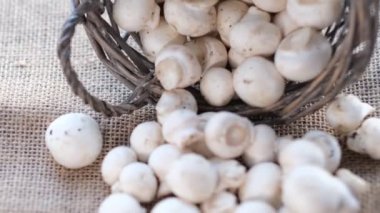 Dokulu şapkalı beyaz şampiyonlar dönüyor. Videoyu kapat. Üst Manzara. Yavaş çekim videosu. depolama görüntüleri.