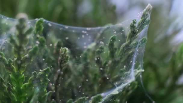 Close up shot of spider mite colony . Tetranychus urticae — Stock Video