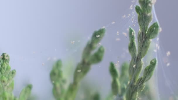 Close up shot of spider mite colony . Tetranychus urticae — Stock Video