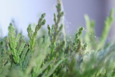 Örümcek maytı kolonisini yakından çek. Tetranychus urticae