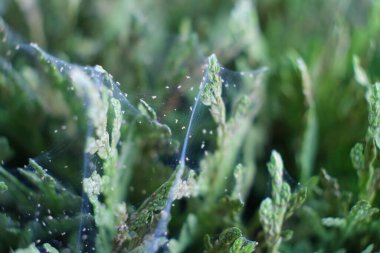 Örümcek maytı kolonisini yakından çek. Tetranychus urticae