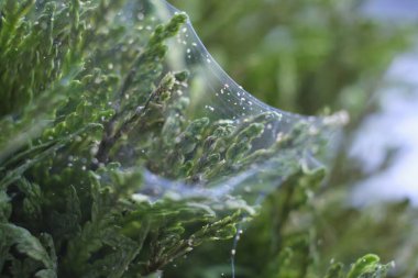 Örümcek maytı kolonisini yakından çek. Tetranychus urticae