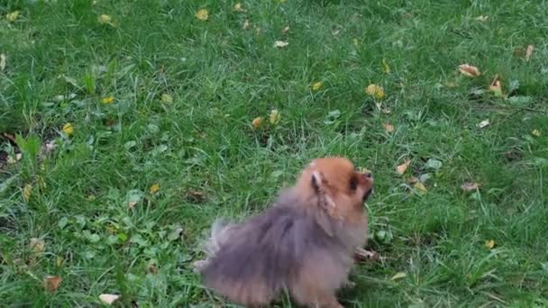 Roztomilý pomerančský pes ho učí a cvičí. Malý chlupatý pes na zeleném pozadí. Snímek pomalého pohybu — Stock video