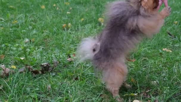 Cute Funny Pomeranian Dog enseñarlo y entrenarlo Comandos. Pequeño perro esponjoso sobre un fondo verde. Disparo de cámara lenta — Vídeos de Stock