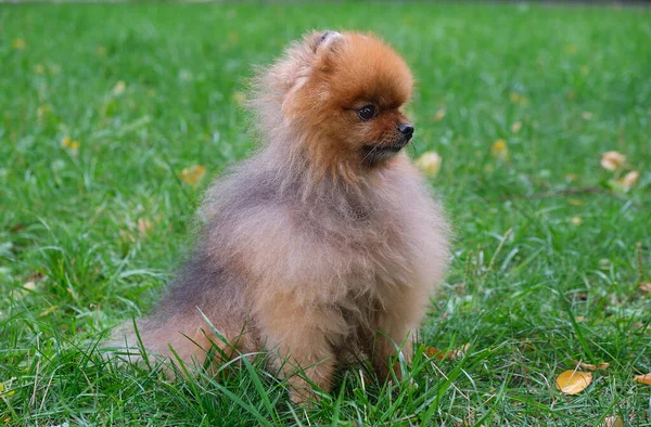 Niedliche Funny Pommeranian Dog lehren und trainieren Sie es Befehle. Kleiner flauschiger Hund auf grünem Hintergrund. — Stockfoto