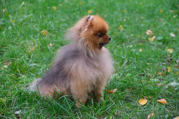 Cute Funny Pomeranian Dog enseñarlo y entrenarlo Comandos. Pequeño perro esponjoso sobre un fondo verde. —  Fotos de Stock