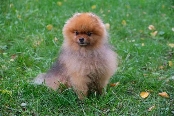 Cão engraçado bonito Pomeranian ensinar e treiná-lo Comandos. Pequeno cachorro fofo em um fundo verde. — Fotografia de Stock