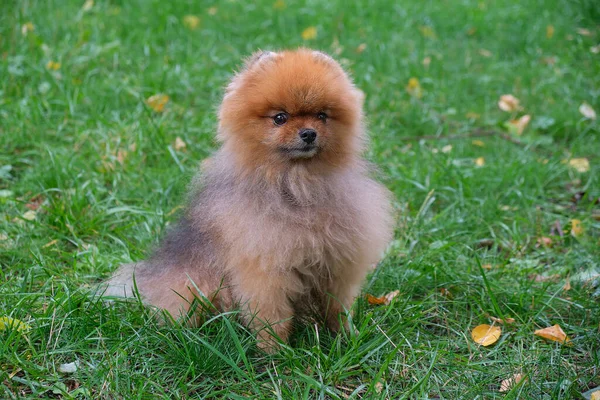 Χαριτωμένο Αστεία Pomeranian Dog διδάξει και να εκπαιδεύσει Εντολές. Μικρό χνουδωτό σκυλί σε πράσινο φόντο. μαλακή εστίαση — Φωτογραφία Αρχείου