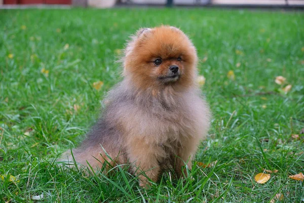 Niedliche Funny Pommeranian Dog lehren und trainieren Sie es Befehle. Kleiner flauschiger Hund auf grünem Hintergrund. Weicher Fokus — Stockfoto