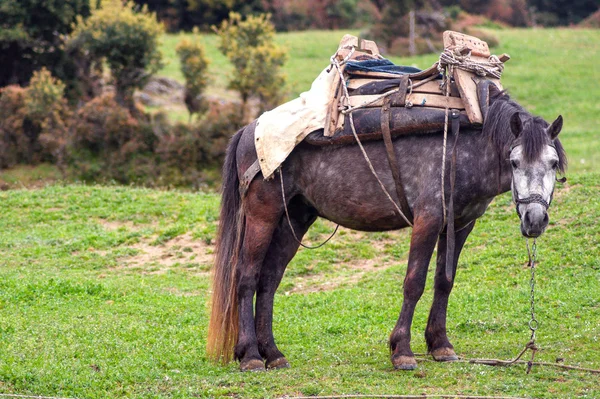 Cavalo selvagem no campo — Fotografia de Stock