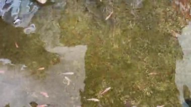 Açık ve sığ bir gölette yüzen renkli koi balığı sürüsü. Sakin su yüzeyi, doğal ışık, huzurlu su yaşamı ve doğa arka planı.