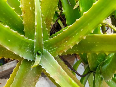 Kalın yeşil yapraklı ve küçük dikenli aloe vera bitkisini kapatın. Cilt bakımında kullanılan yatıştırıcı jel, doğal güzellik ve sağlık kavramlarıyla bilinen tropik sulu ev bitkisi..