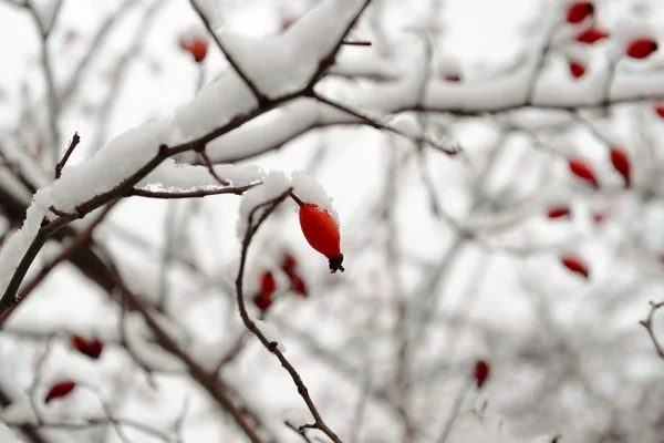Hedge steeg onder de sneeuw — Stockfoto