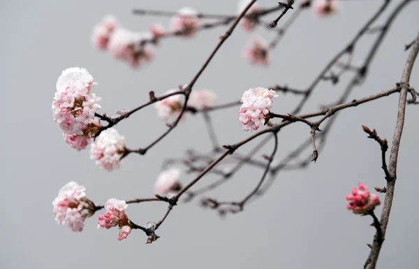 Roze bloesems onder de sneeuw — Stockfoto