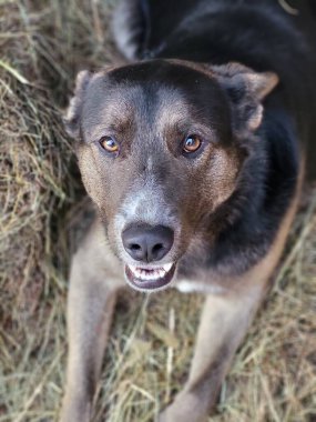 Kameraya bakan büyük bir cins köpeğin yakın plan portresi. Etkileyici gözler ve özenli ifade..