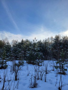 Kışın gökyüzünün altında karla kaplı sık ve yeşil bir orman. Doğal soğuk mevsim manzarası