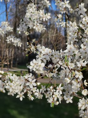 Baharda bir şehir parkında çekilen beyaz çiçekli ağaç dalları, arka planda yeşil ve yumuşak güneş ışığı ile