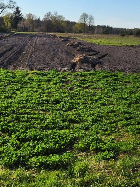 Baharda ekin ekmeye hazırlanan organik hayvan gübresiyle zenginleştirilmiş kırsal bahçe toprağı yakından görülüyor.